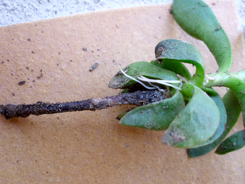 planter une plante grasse